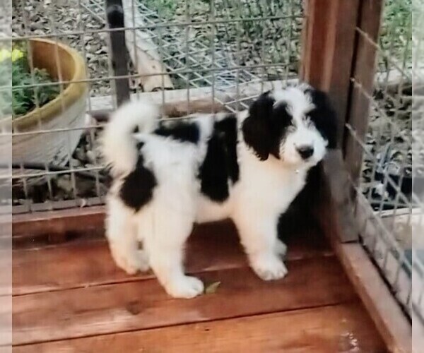 Medium Photo #8 Pyredoodle Puppy For Sale in MARION, TX, USA