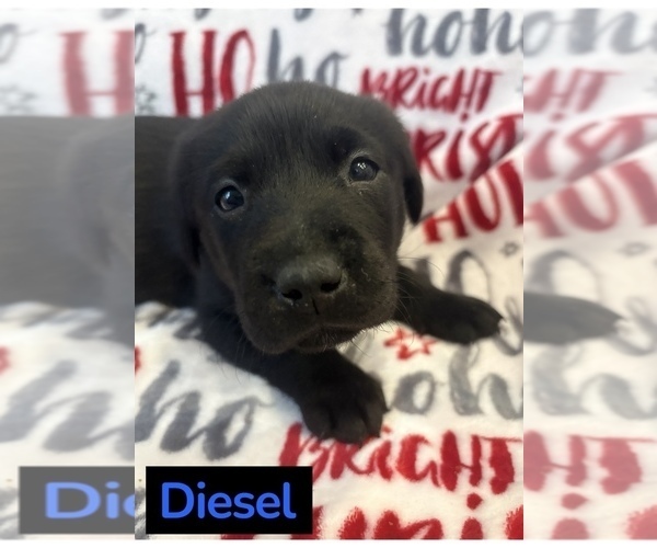 Medium Photo #3 Labrador Retriever Puppy For Sale in FAYETTEVILLE, OH, USA