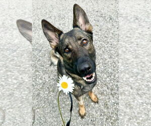 German Shepherd Dog-Unknown Mix Dogs for adoption in Pittsburgh, PA, USA