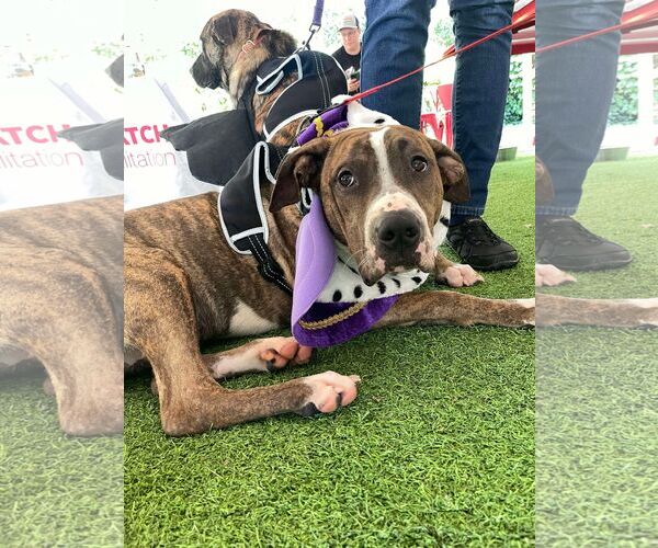 Medium Photo #12 Mutt Puppy For Sale in Holly Springs, NC, USA