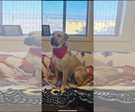 Small #1 Anatolian Shepherd Mix