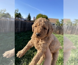 Goldendoodle Puppy for sale in VALLEJO, CA, USA