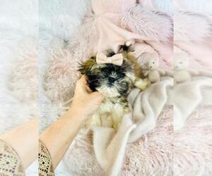 Shih Tzu Puppy for Sale in PEMBROKE PINES, Florida USA
