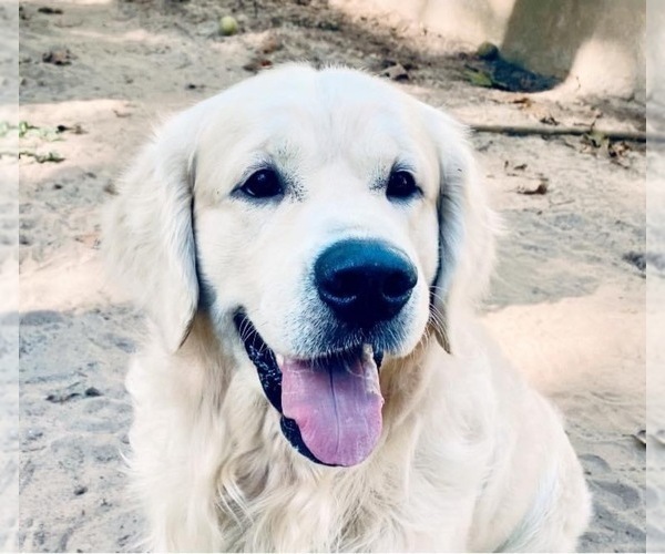 Medium Photo #33 English Cream Golden Retriever Puppy For Sale in MEDFORD TOWNSHIP, NJ, USA