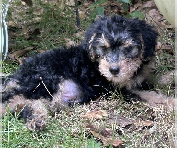 Medium Photo #5 Cock-A-Poo Puppy For Sale in COLUMBUS, GA, USA