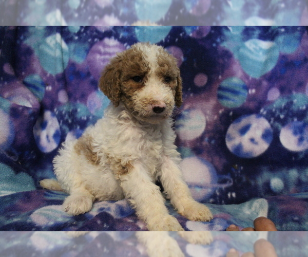 Medium Photo #8 Poodle (Standard) Puppy For Sale in JOICE, IA, USA