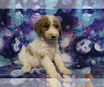 Small Photo #8 Poodle (Standard) Puppy For Sale in JOICE, IA, USA