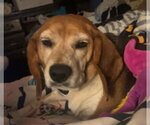 Small #2 Beagle