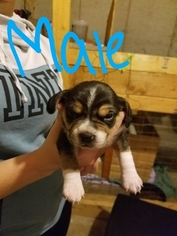 Beagle-Puggle Mix Puppy for sale in MONTICELLO, WI, USA