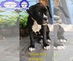 Puppy Yellow Boy Boxer