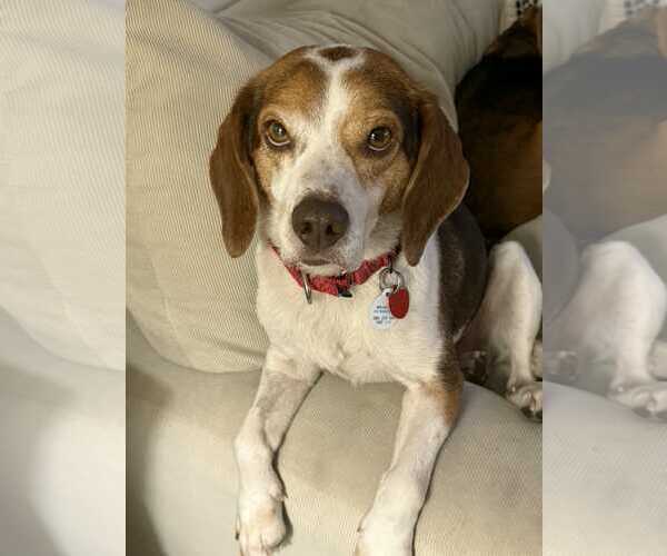 Medium Photo #20 Beagle Puppy For Sale in Dunnellon, FL, USA