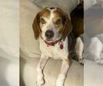 Small #19 Beagle