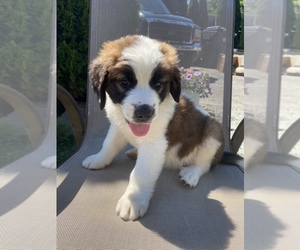 Medium Saint Bernard