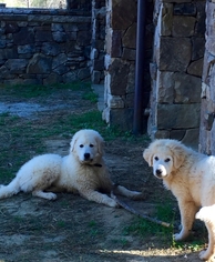 Mother of the Maremma Sheepdog puppies born on 12/01/2016