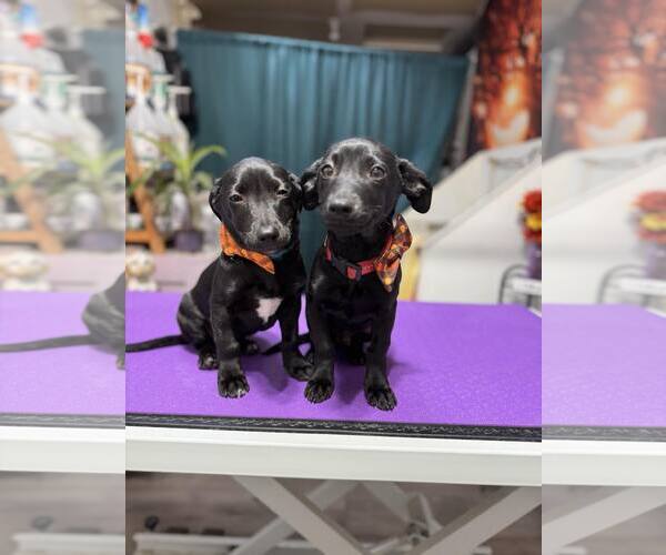 Medium Photo #5 Dachshund-Italian Greyhound Mix Puppy For Sale in Arlington, WA, USA