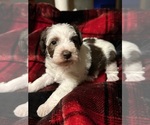 Small Photo #1 Schnoodle (Miniature) Puppy For Sale in HILLSBORO, IL, USA