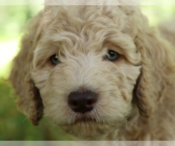 Medium Photo #2 Goldendoodle Puppy For Sale in FAIR GROVE, MO, USA