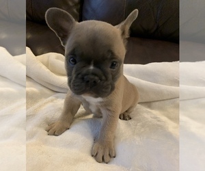 French Bulldog Puppy for sale in JOHNS ISLAND, SC, USA