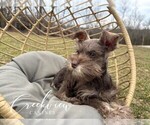 Small #2 Schnauzer (Miniature)