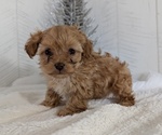 Small #1 Cavapoo (Miniature)