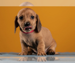 Small Photo #27 Dachshund Puppy For Sale in CROWLEY, TX, USA