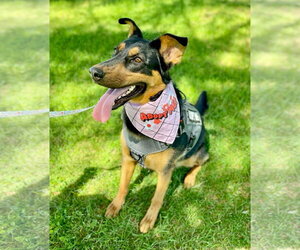 Keary - Female German Shepherd Dog Dog for Adoption - Photo #10