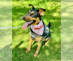 Small #9 German Shepherd Dog
