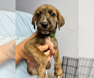 Mutt Dogs for adoption in Gilberts, IL, USA