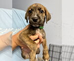 Small Mutt