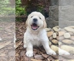 Puppy Nutmeg English Cream Golden Retriever