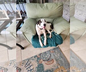 Great Dane-Italian Greyhound Mix Dogs for adoption in Fort Myers, FL, USA
