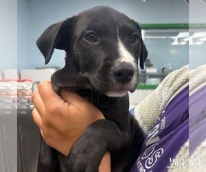Border Collie-Unknown Mix Dogs for adoption in Washington, DC, USA