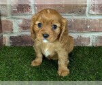 Small #10 Cavalier King Charles Spaniel