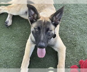 Mutt Dogs for adoption in Martinez, CA, USA