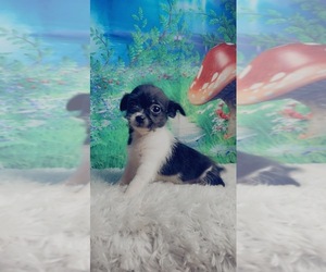 ShiChi Puppy for sale in KINSTON, NC, USA