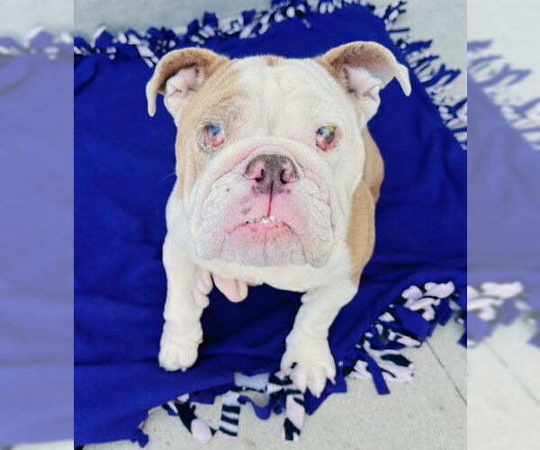Medium Photo #3 Bulldog Puppy For Sale in Rancho Cucamonga, CA, USA