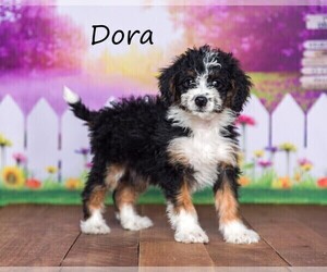 Miniature Bernedoodle Puppy for sale in GREENWD, IN, USA