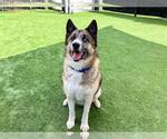 Small #1 Siberian Husky Mix
