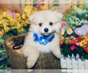 Pomeranian Puppy for sale in HAMMOND, IN, USA