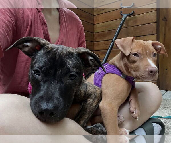 Medium Photo #12 Mutt Puppy For Sale in Philadelphia, PA, USA