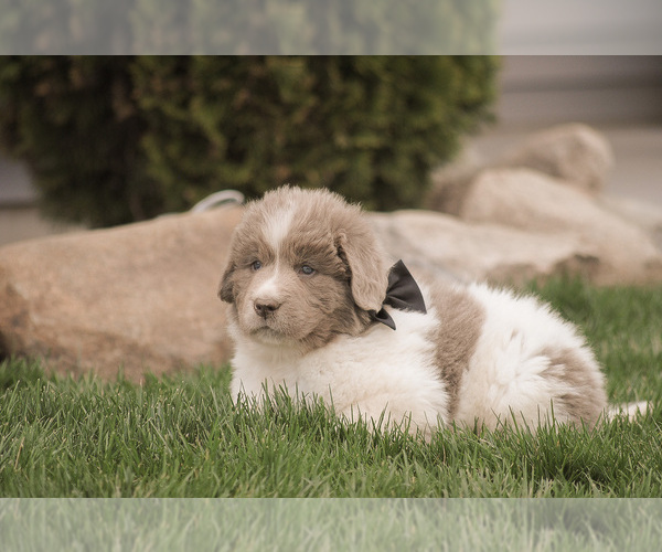 Medium Photo #11 Newfoundland Puppy For Sale in SYRACUSE, IN, USA