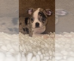 Small Photo #4 Boston Terrier Puppy For Sale in MARTINSVILLE, IN, USA