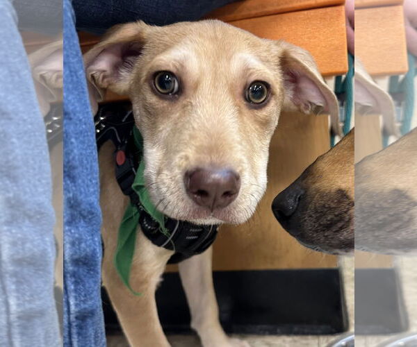 Medium Photo #4 Mutt Puppy For Sale in Germantown, OH, USA