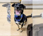 Small #4 Siberian Husky Mix