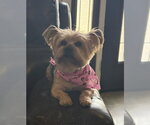 Small #5 Mutt