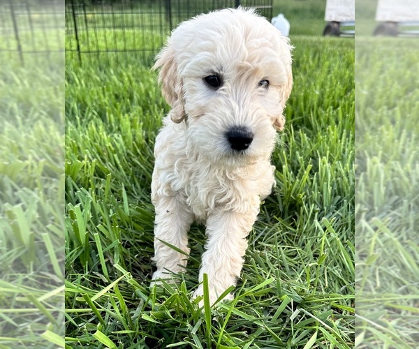 Medium Photo #1 Double Doodle Puppy For Sale in ROARING RIVER, NC, USA