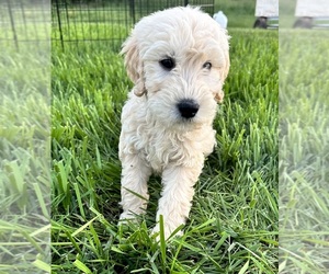 Double Doodle Puppy for sale in ROARING RIVER, NC, USA