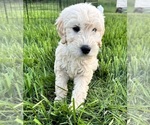 Image preview for Ad Listing. Nickname: Lolas Doods