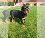 Small Photo #12 Rottweiler Puppy For Sale in STEUBENVILLE, OH, USA