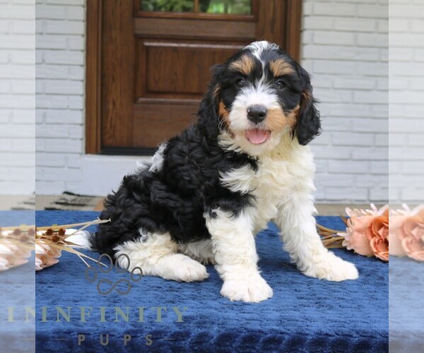 Medium Photo #2 Bernedoodle (Miniature) Puppy For Sale in NARVON, PA, USA